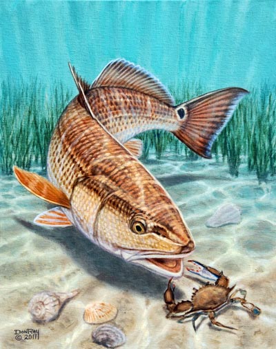 don-ray-redfish-blue-crab